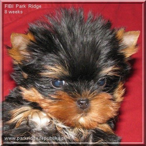 Park Ridge2F-yorki