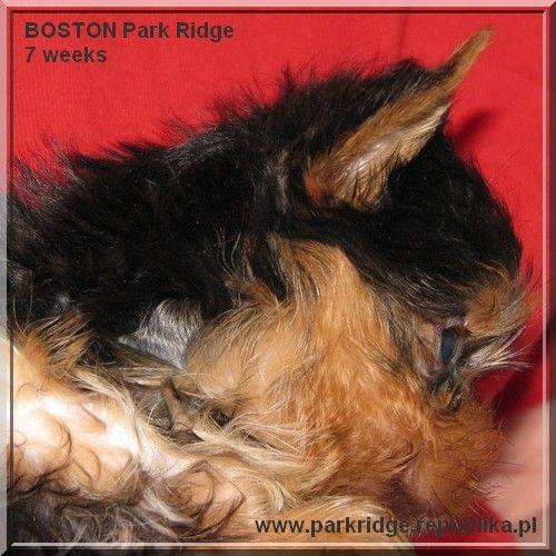 Park Ridge2B-yorki