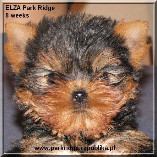 Park Ridge2E-yorki