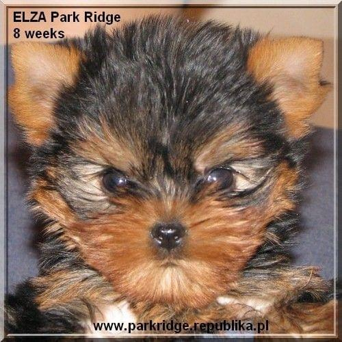 Park Ridge2E-yorki