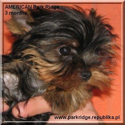 Park Ridge2A-yorki