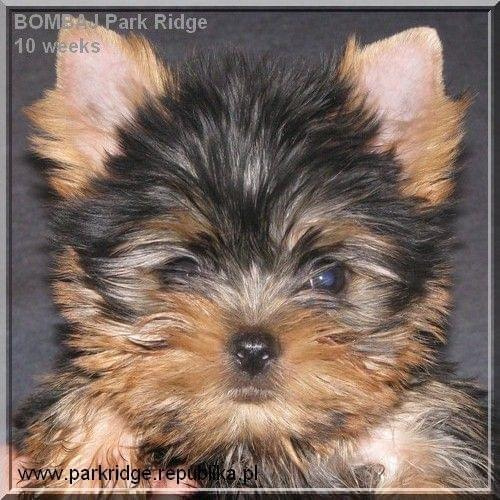 Park Ridge2B-yorki