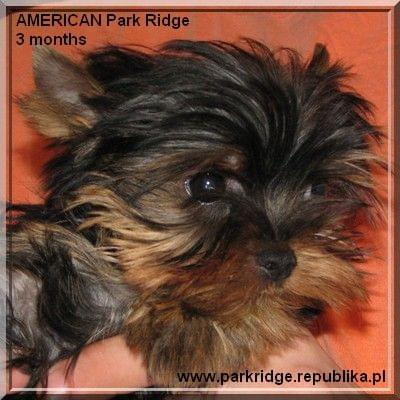 Park Ridge2A-yorki