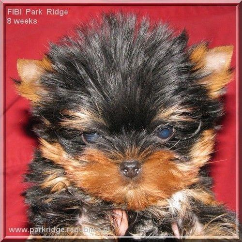 Park Ridge2F-yorki