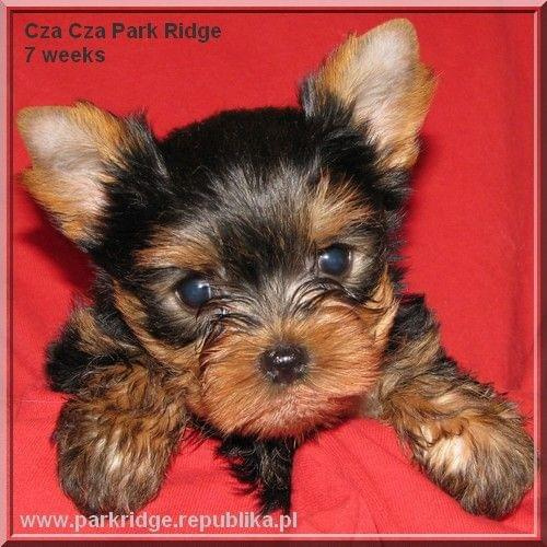 Park Ridge2C-yorki