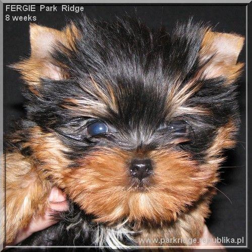 Park Ridge2F-yorki