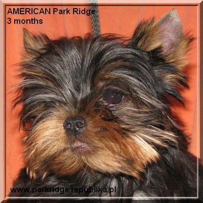 Park Ridge2A-yorki