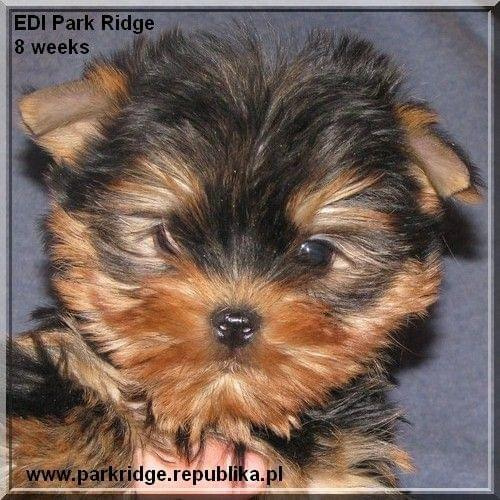 Park Ridge2E-yorki