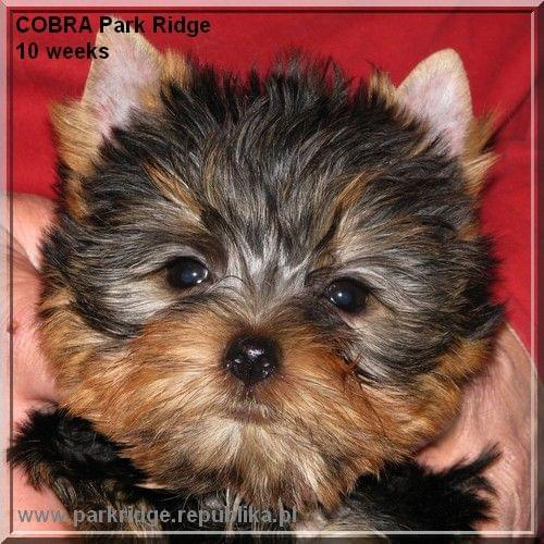 Park Ridge2C-yorki