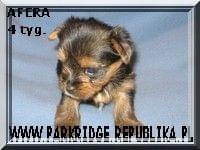 Park RidgeA-yorki