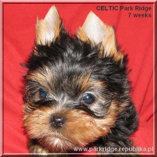 Park Ridge2C-yorki