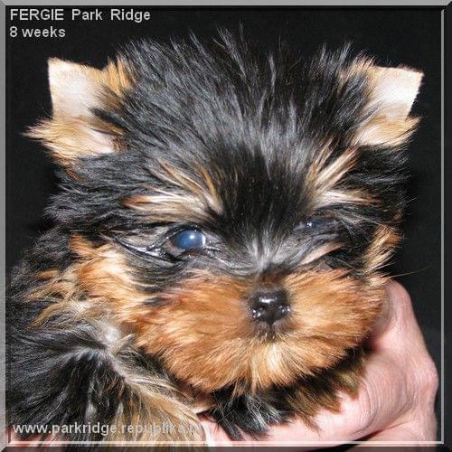 Park Ridge2F-yorki