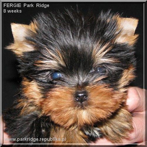 Park Ridge2F-yorki