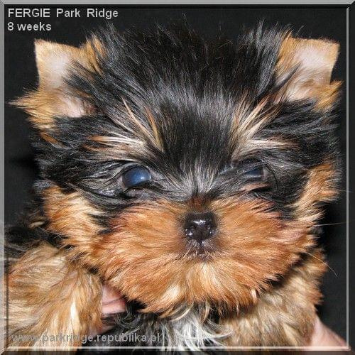 Park Ridge2F-yorki