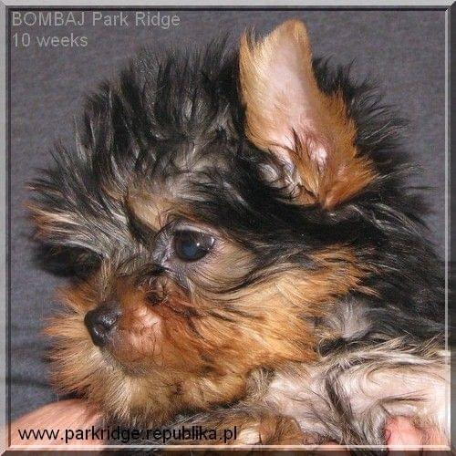 Park Ridge2B-yorki