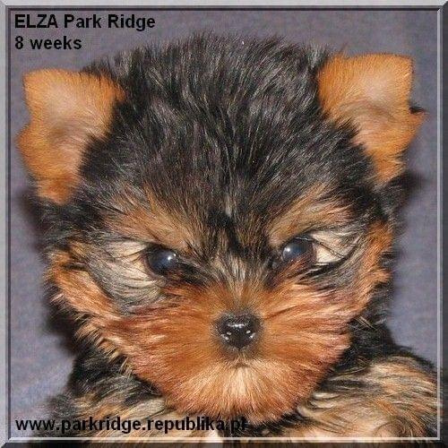 Park Ridge2E-yorki