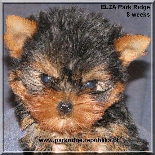 Park Ridge2E-yorki