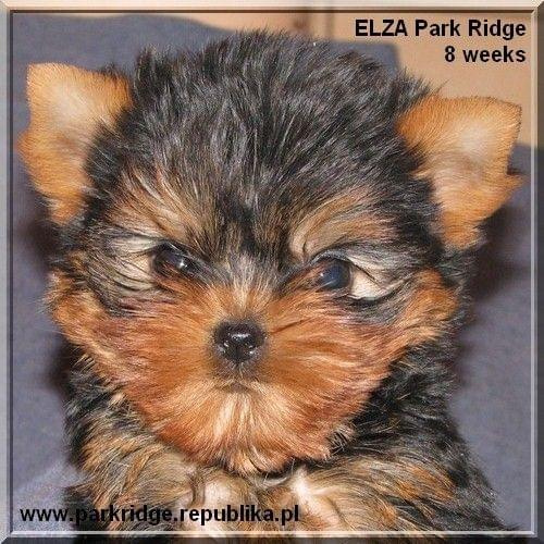 Park Ridge2E-yorki