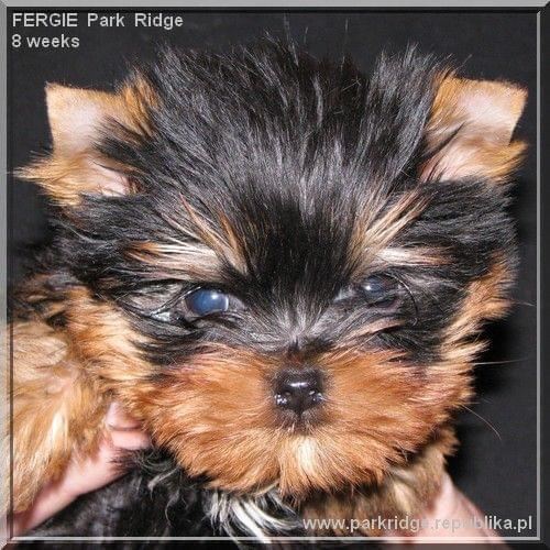 Park Ridge2F-yorki