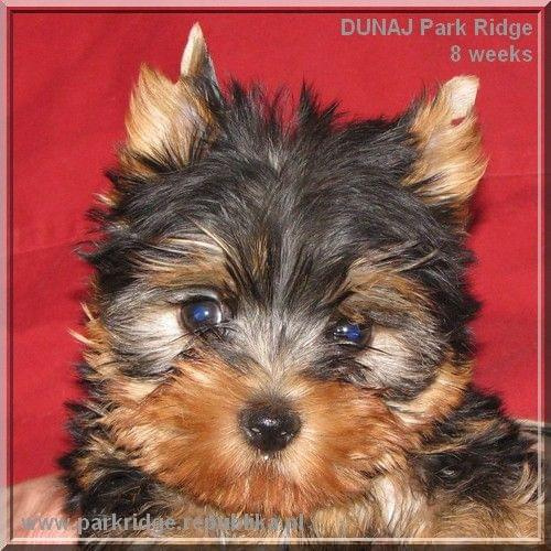 Park Ridge2D-yorki