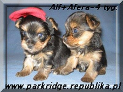 Park RidgeA-yorki