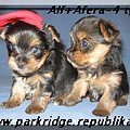 Park RidgeA-yorki