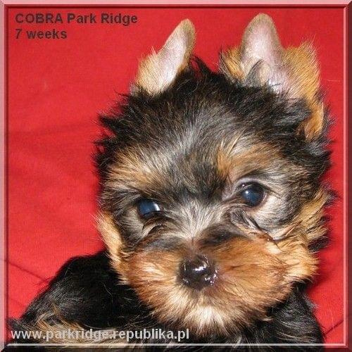 Park Ridge2C-yorki