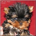 Park Ridge2F-yorki