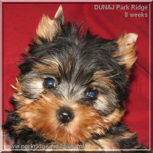 Park Ridge2D-yorki