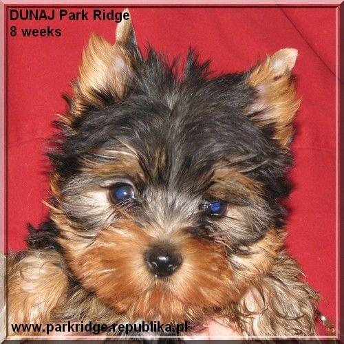 Park Ridge2D-yorki