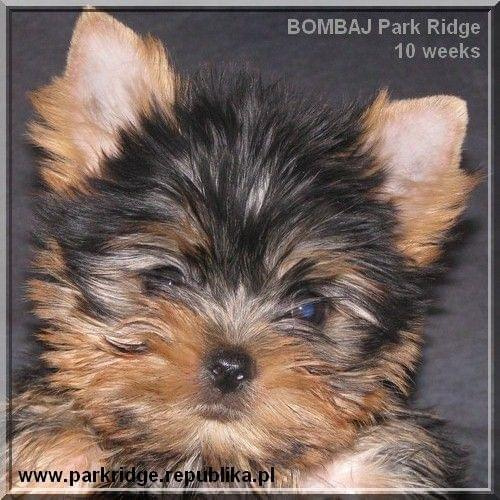 Park Ridge2B-yorki