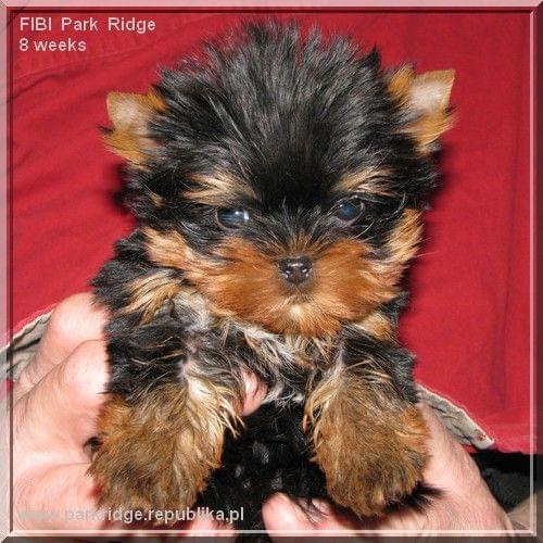 Park Ridge2F-yorki