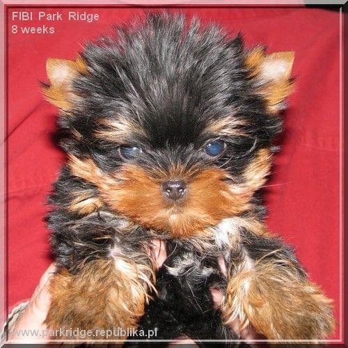 Park Ridge2F-yorki