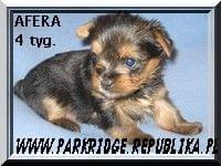 Park RidgeA-yorki