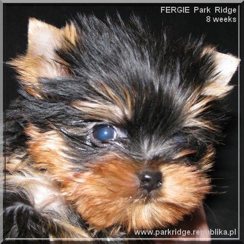 Park Ridge2F-yorki