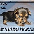 Park RidgeA-yorki