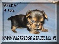 Park RidgeA-yorki