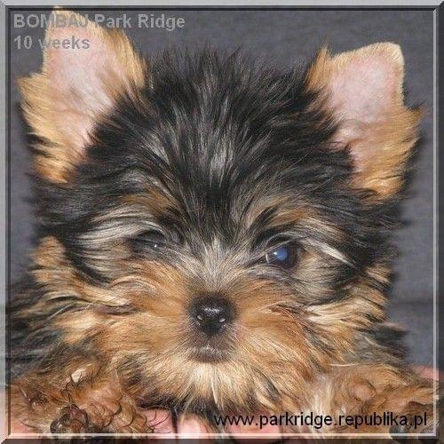 Park Ridge2B-yorki