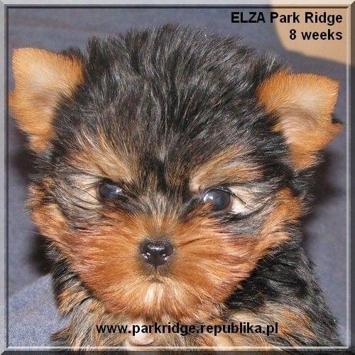 Park Ridge2E-yorki