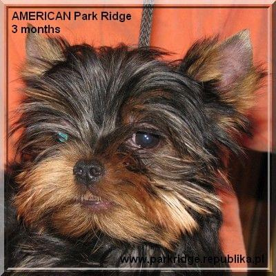 Park Ridge2A-yorki