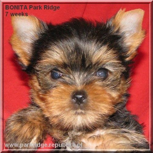 Park Ridge2B-yorki