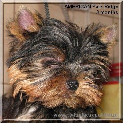 Park Ridge2A-yorki