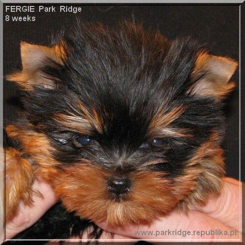 Park Ridge2F-yorki