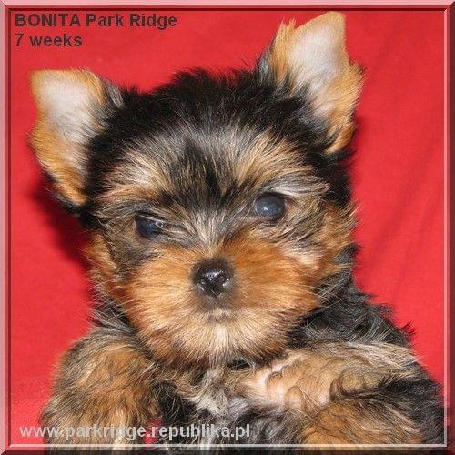 Park Ridge2B-yorki