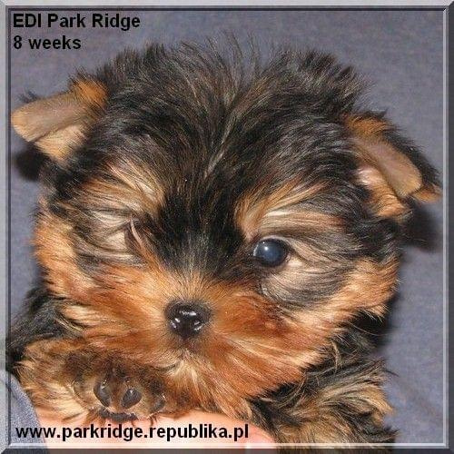 Park Ridge2E-yorki