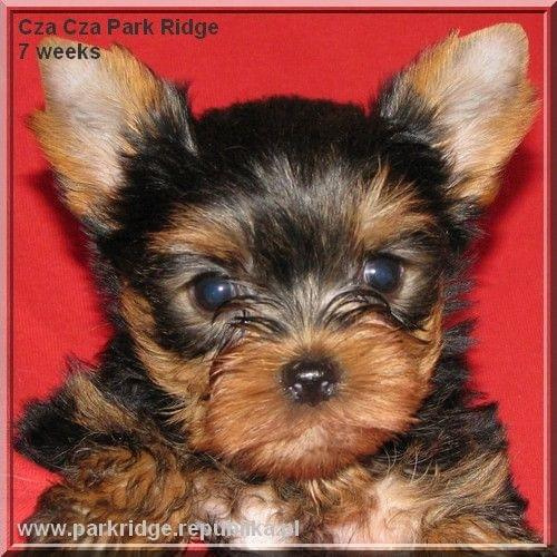 Park Ridge2C-yorki