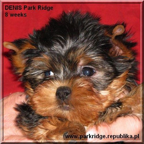 Park Ridge2D-yorki