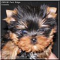 Park Ridge2F-yorki