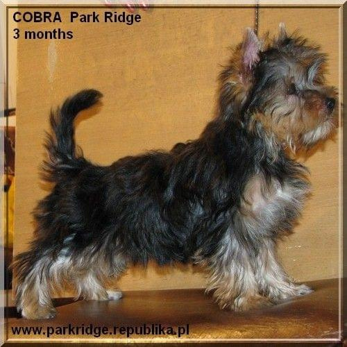 Park Ridge2C-yorki