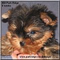 Park Ridge2E-yorki